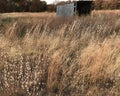 Cotton Grass Royalty Free Stock Photo