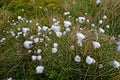 Eriophorum angustifolium Royalty Free Stock Photo