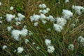 Eriophorum angustifolium Royalty Free Stock Photo