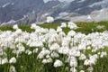 Eriophorum cottongrass flowers