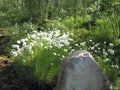 Eriophorum arctic cottongrass soft and fluffy flowers next to a big rock in Kiruna, swedish Lappland