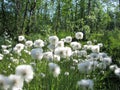 Eriophorum arctic cottongrass flowers in Kiruna, swedish Lappland Royalty Free Stock Photo