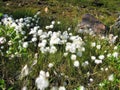 Eriophorum arctic cottongrass flowers in Kiruna, swedish Lappland