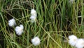 Eriophorum scheuchzeri, also known as Scheuchzer's cottongrass and white cottongrass
