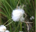 Eriophorum scheuchzeri, also known as Scheuchzer's cottongrass and white cottongrass
