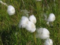 Eriophorum scheuchzeri - cottony beauty in the windd