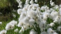 Eriophorum scheuchzeri Hoppe. Cotton grass on a summer day in the swamp