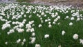 White wild flower of Eriophorum in the mountain.