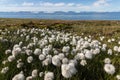 Eriophorum scheuchzeri ssp. arcticum, pushiyets plants growing on Svalbard