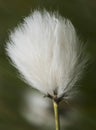 Eriophorum species, cottongrass plant in mountain meadows with the appearance of cotton on the erect stems