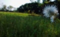 Eriophorum vaginatum flower close up with sky as background. Royalty Free Stock Photo