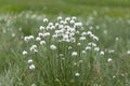 Eriophorum vaginatum, the hare`s-tail cottongrass, tussock cottongrass, or sheathed cottonsedge, is a species of perennial herbace Royalty Free Stock Photo