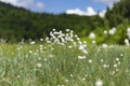 Eriophorum vaginatum, the hare`s-tail cottongrass, tussock cottongrass, or sheathed cottonsedge, is a species of perennial herbace Royalty Free Stock Photo