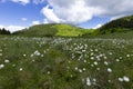 Eriophorum vaginatum, the hare`s-tail cottongrass, tussock cottongrass, or sheathed cottonsedge, is a species of perennial herbace Royalty Free Stock Photo