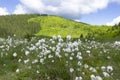 Eriophorum vaginatum, the hare`s-tail cottongrass, tussock cottongrass, or sheathed cottonsedge, is a species of perennial herbace Royalty Free Stock Photo