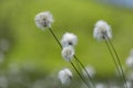 Eriophorum vaginatum, the hare`s-tail cottongrass, tussock cottongrass, or sheathed cottonsedge, is a species of perennial herbace Royalty Free Stock Photo