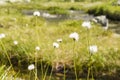 Eriophorum vaginatum L. (hare's-tail cottongrass, tussock cottongrass, sheathed cottonsedge) Royalty Free Stock Photo