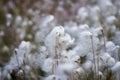 Eriophorum vaginatum Royalty Free Stock Photo