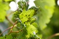 Eriophyes vitis vine leafs disease