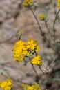 ERIOPHYLLUM CONFERTIFLORUM - PIONEERTOWN MP - 042420 B Royalty Free Stock Photo