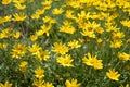 Eriophyllum lanatum with yellow flowers Royalty Free Stock Photo