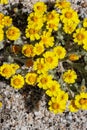 Eriophyllum Wallacei Bloom - Coachella Valley Desert - 040522 Royalty Free Stock Photo