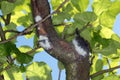 Eriosoma lanigerum, the woolly apple aphid or American blight. It is important pest of apple trees in orchards. Royalty Free Stock Photo