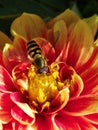 Fly feeding on red and yellow dahlia flower Royalty Free Stock Photo