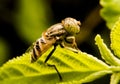Eristalinus arvorum Royalty Free Stock Photo