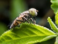 Eristalinus arvorum Royalty Free Stock Photo