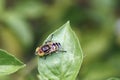 Eristalinus flies are a genus of hoverfly. Royalty Free Stock Photo