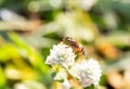 Eristalinus megacephalus , hoverfly, A fly on a white flower with bokeh morning light