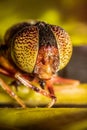 Eristalinus megacephalus or Hover fly Royalty Free Stock Photo