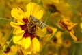 Eristalinus taeniops band-eyed drone fly