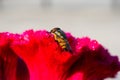 Eristalinus taeniops is a species of hover-fly Photography Royalty Free Stock Photo