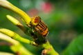 Eristalinus taeniops is a species of hover-fly Photography Royalty Free Stock Photo