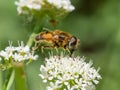 Eristalis horticola hoverfly or dronefly feeding on nectar