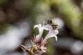 Eristalis a large genus of hoverflies, family Syrphidae in a garden Royalty Free Stock Photo