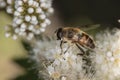 Eristalis nemorum an insect with a beautiful coloration sits on a flower