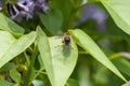 Eristalis pertinax hoverfly female ovipositor projecting