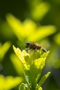 Eristalis pertinax hoverfly closeup Royalty Free Stock Photo