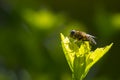 Eristalis pertinax hoverfly closeup Royalty Free Stock Photo