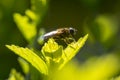 Eristalis pertinax hoverfly closeup Royalty Free Stock Photo