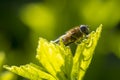 Eristalis pertinax hoverfly closeup Royalty Free Stock Photo