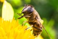 Eristalis Pertinax