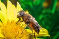 Eristalis Pertinax