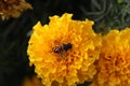 Eristalis pertinax