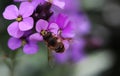 Eristalis Pertinax