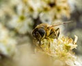 Eristalis pertinax, Tapered Drone Fly on white flower blossoms