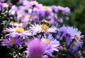 Eristalis pollinating the autumn flower Aster alpinus blue alpine daisy under sunlight. Russian Far East Royalty Free Stock Photo